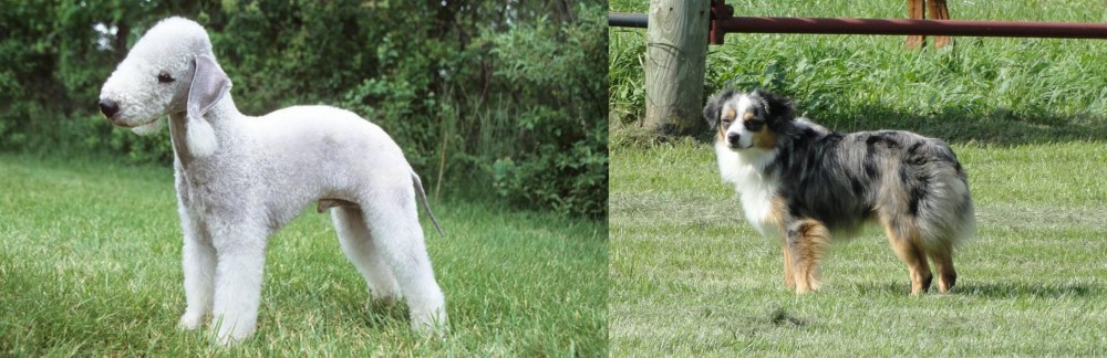 Toy Australian Shepherd vs Bedlington Terrier - Breed Comparison