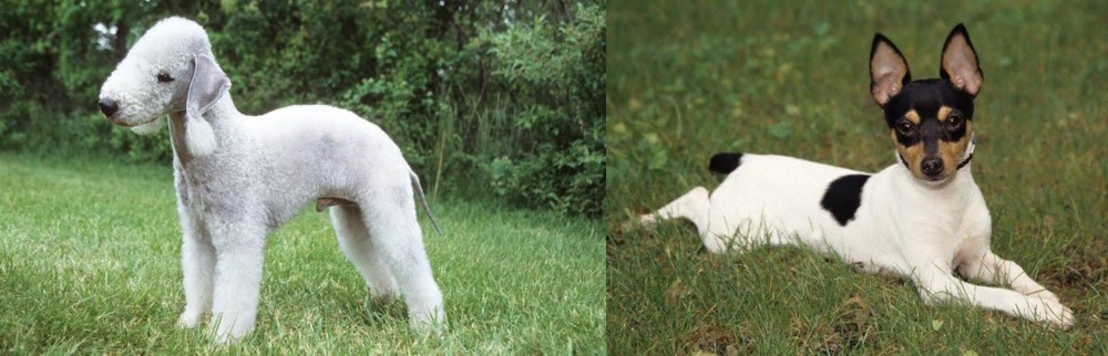 Toy Fox Terrier vs Bedlington Terrier - Breed Comparison