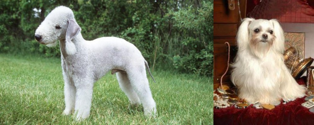 Toy Mi-Ki vs Bedlington Terrier - Breed Comparison