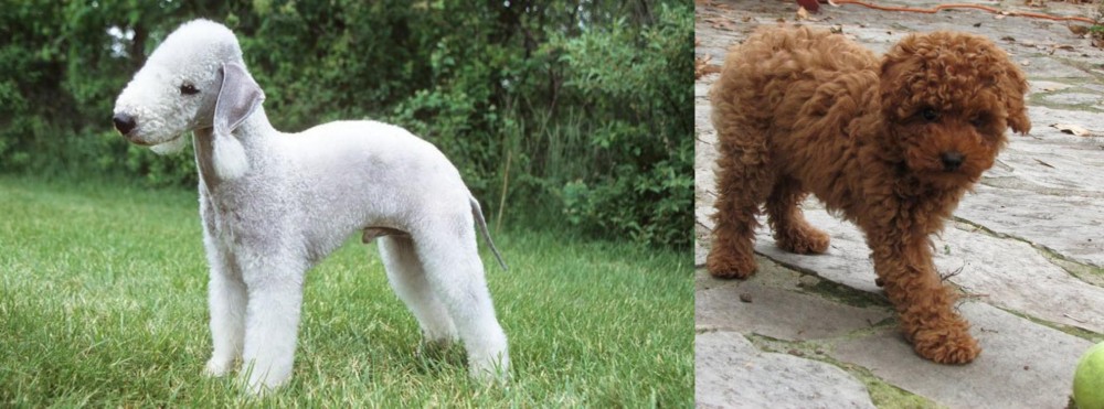 Toy Poodle vs Bedlington Terrier - Breed Comparison