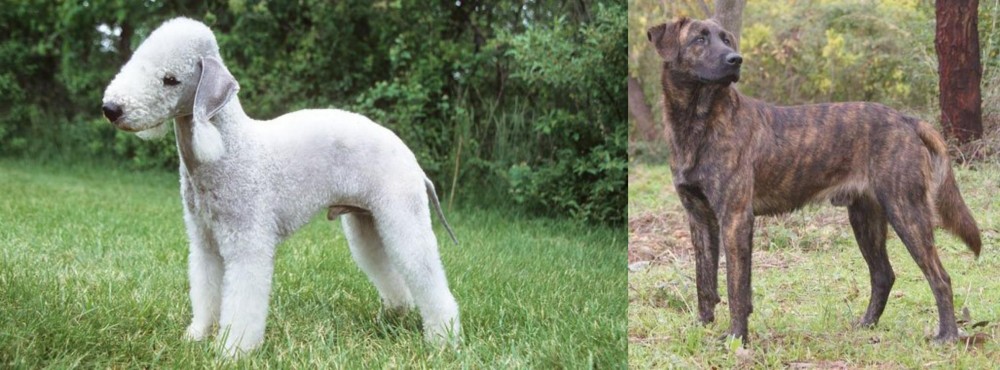 Treeing Tennessee Brindle vs Bedlington Terrier - Breed Comparison