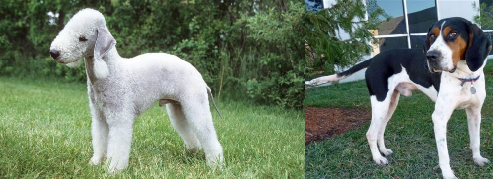 Treeing Walker Coonhound vs Bedlington Terrier - Breed Comparison