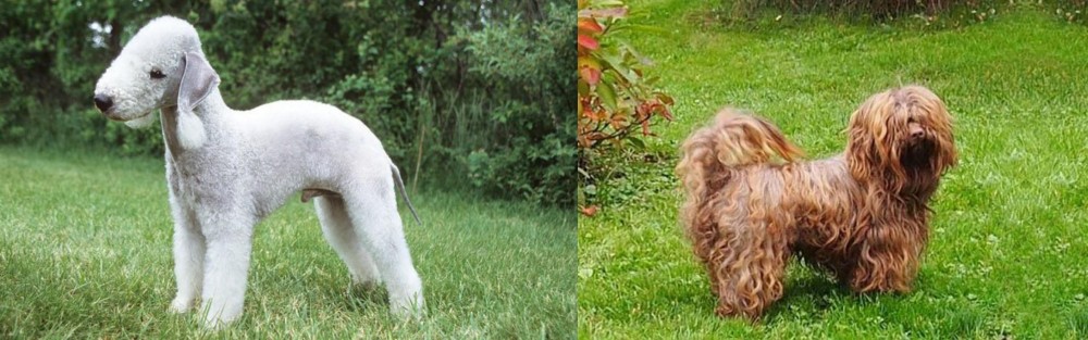 Tsvetnaya Bolonka vs Bedlington Terrier - Breed Comparison