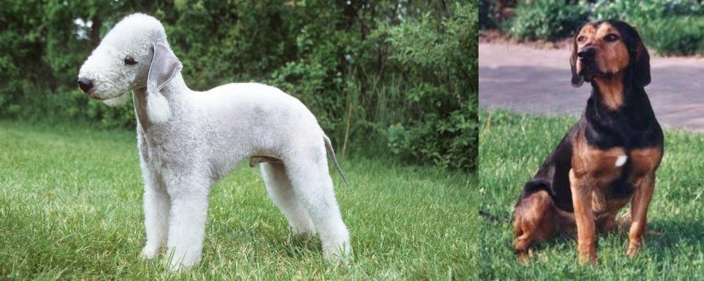 Tyrolean Hound vs Bedlington Terrier - Breed Comparison