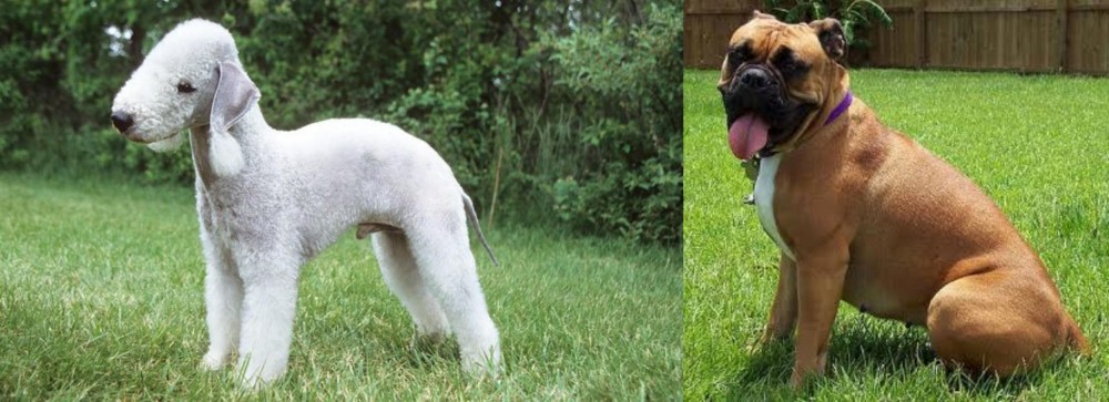 Valley Bulldog vs Bedlington Terrier - Breed Comparison