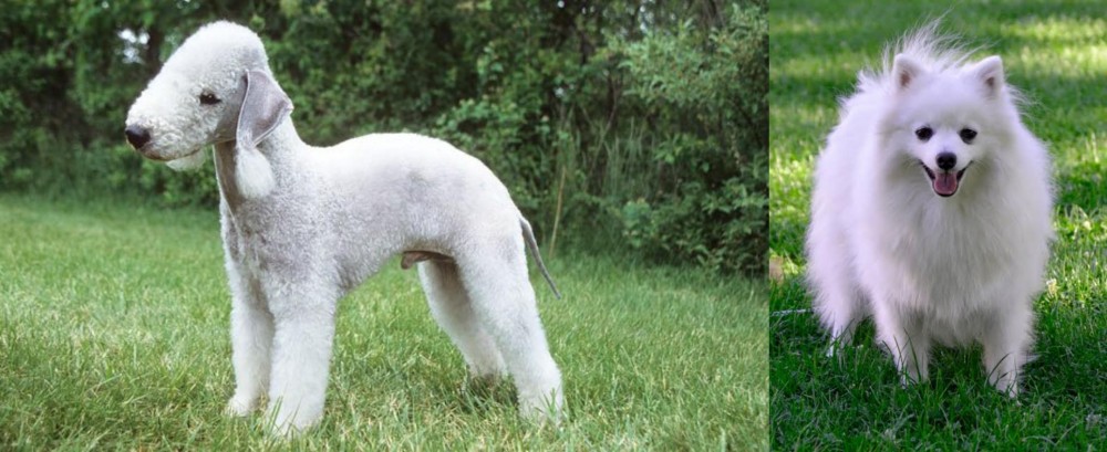 Volpino Italiano vs Bedlington Terrier - Breed Comparison