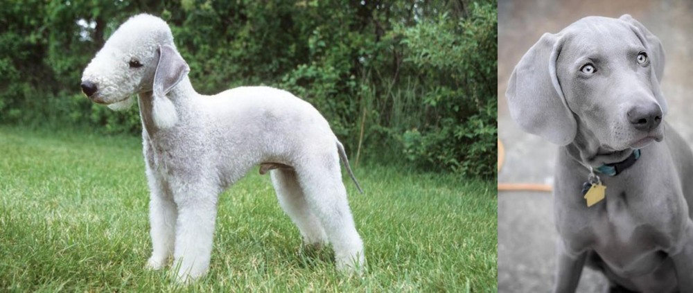 Weimaraner vs Bedlington Terrier - Breed Comparison