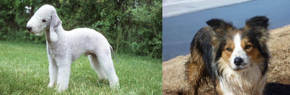 Welsh Sheepdog vs Bedlington Terrier - Breed Comparison