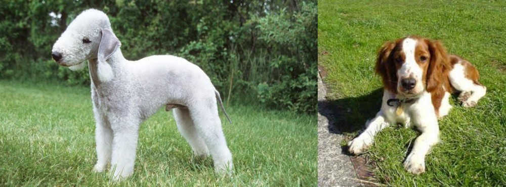 Welsh Springer Spaniel vs Bedlington Terrier - Breed Comparison