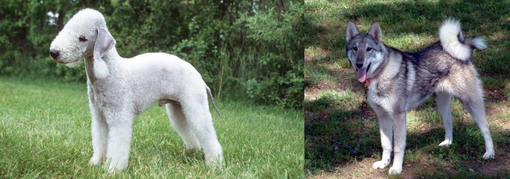 West Siberian Laika vs Bedlington Terrier - Breed Comparison