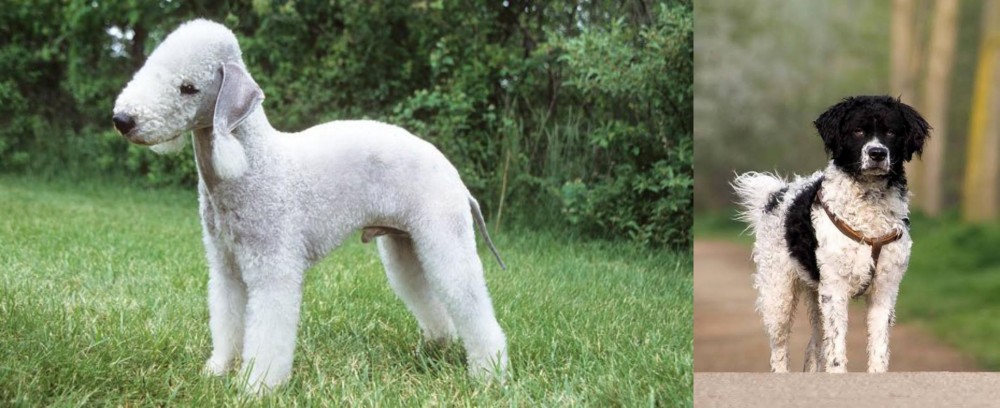 Wetterhoun vs Bedlington Terrier - Breed Comparison