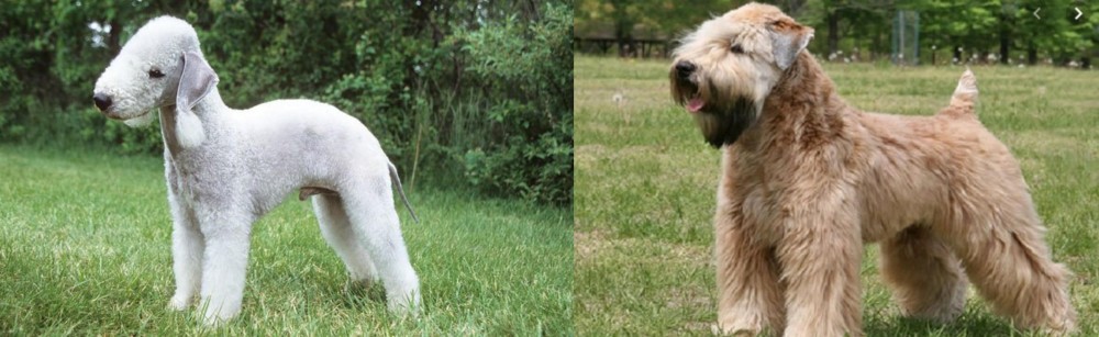 Wheaten Terrier vs Bedlington Terrier - Breed Comparison