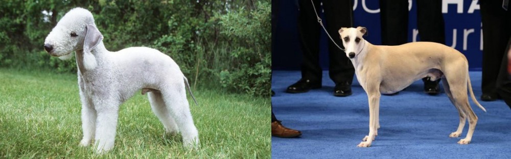 Whippet vs Bedlington Terrier - Breed Comparison