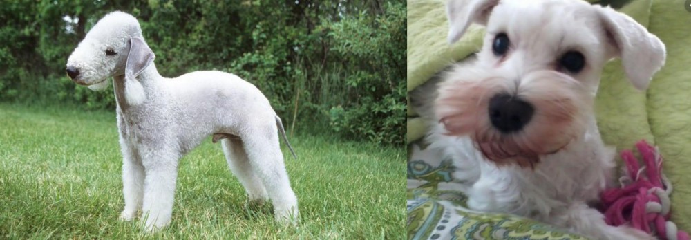 White Schnauzer vs Bedlington Terrier - Breed Comparison