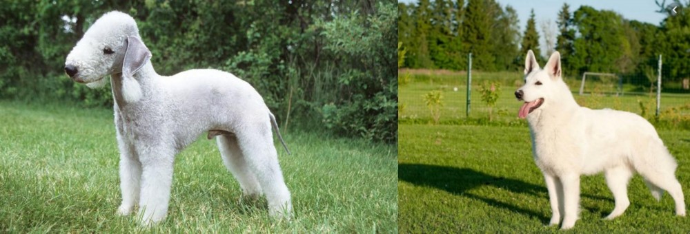 White Shepherd vs Bedlington Terrier - Breed Comparison