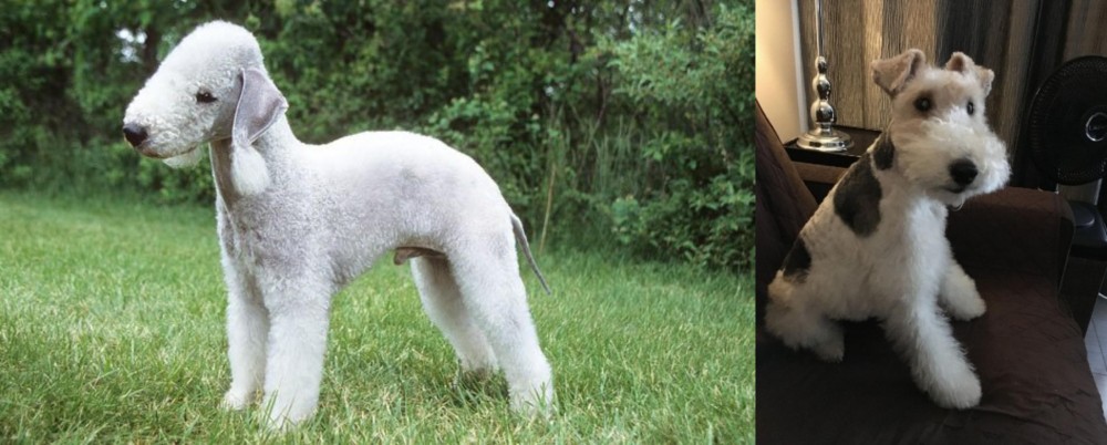 Wire Haired Fox Terrier vs Bedlington Terrier - Breed Comparison