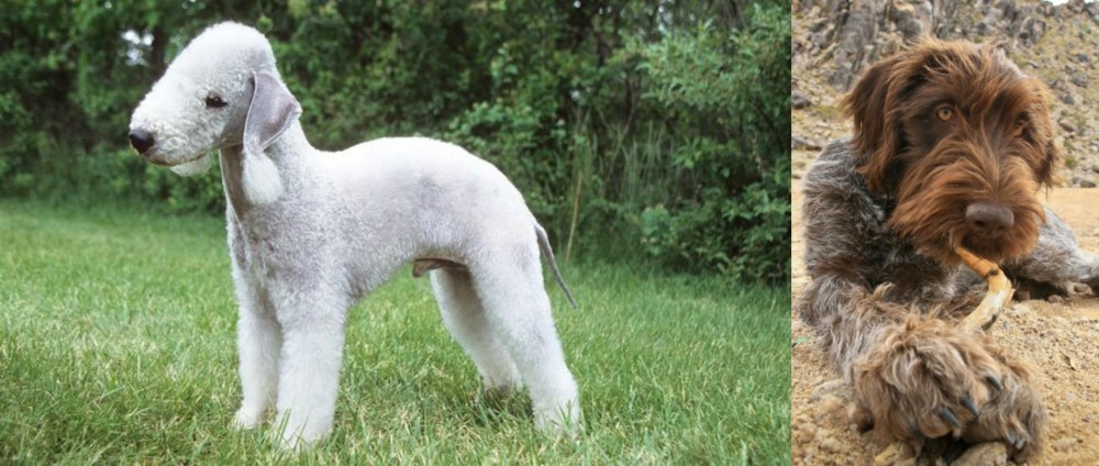 Wirehaired Pointing Griffon vs Bedlington Terrier - Breed Comparison