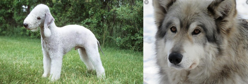 Wolfdog vs Bedlington Terrier - Breed Comparison