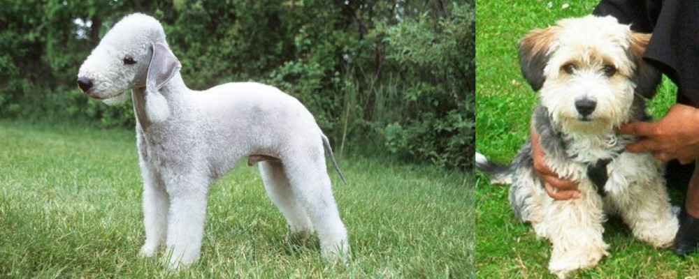 Yo-Chon vs Bedlington Terrier - Breed Comparison