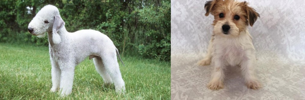 Yochon vs Bedlington Terrier - Breed Comparison