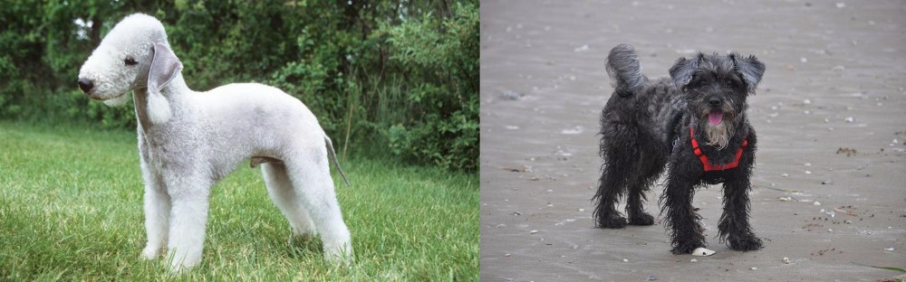 YorkiePoo vs Bedlington Terrier - Breed Comparison
