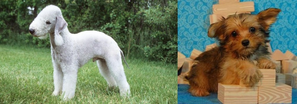 Yorkillon vs Bedlington Terrier - Breed Comparison