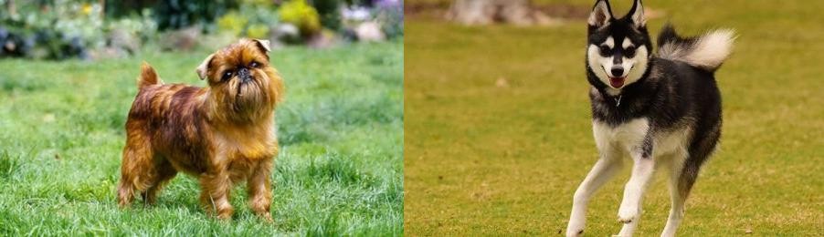 Alaskan Klee Kai vs Belgian Griffon - Breed Comparison