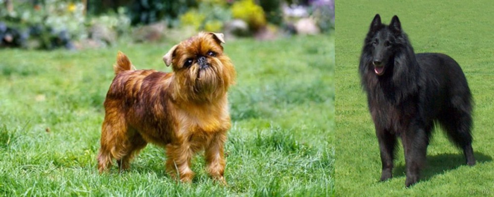 Belgian Shepherd Dog (Groenendael) vs Belgian Griffon - Breed Comparison