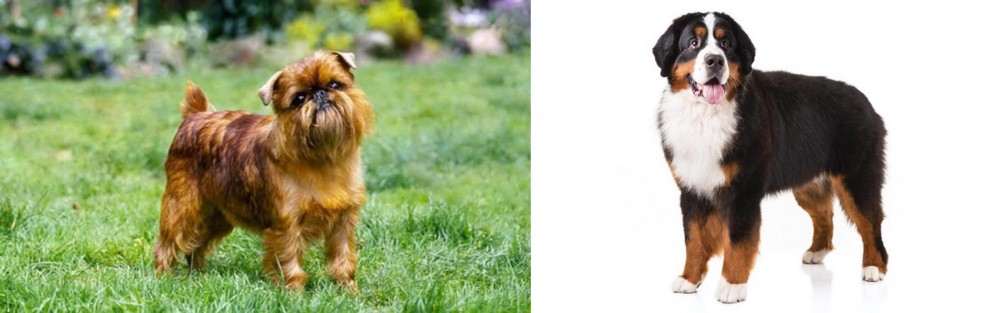 Bernese Mountain Dog vs Belgian Griffon - Breed Comparison