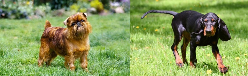 Black and Tan Coonhound vs Belgian Griffon - Breed Comparison