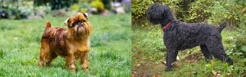 Black Russian Terrier vs Belgian Griffon - Breed Comparison
