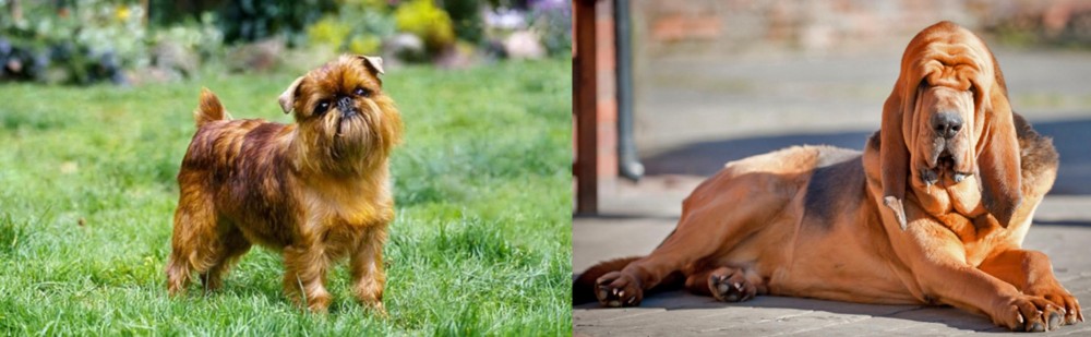 Bloodhound vs Belgian Griffon - Breed Comparison