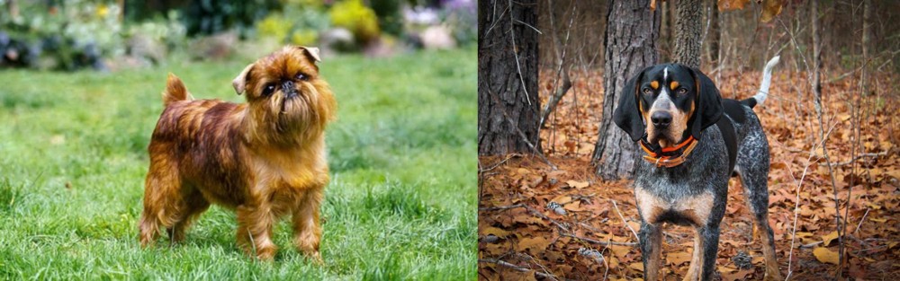 Bluetick Coonhound vs Belgian Griffon - Breed Comparison