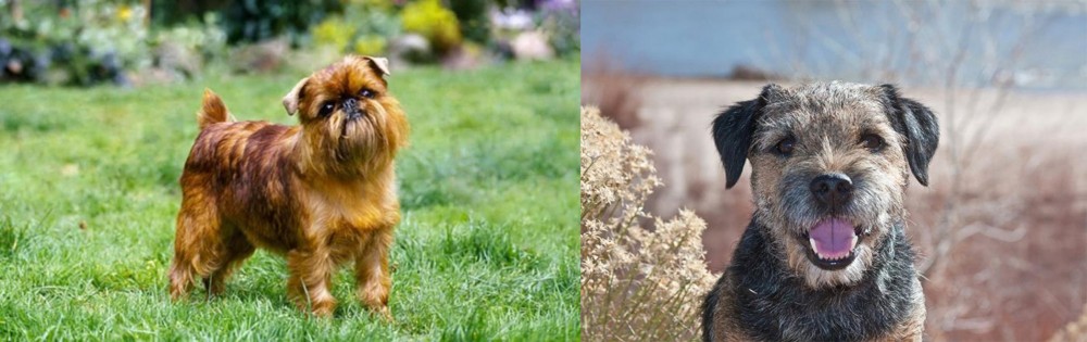 Border Terrier vs Belgian Griffon - Breed Comparison