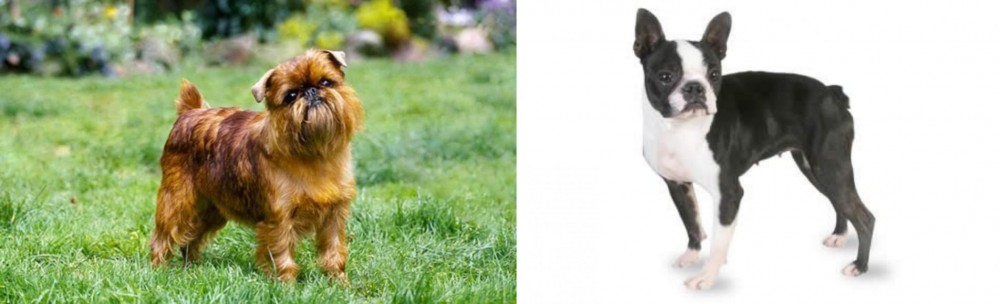 Boston Terrier vs Belgian Griffon - Breed Comparison