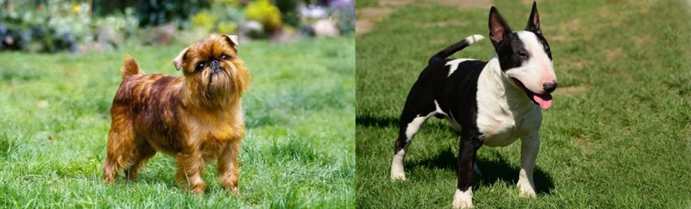 Bull Terrier Miniature vs Belgian Griffon - Breed Comparison