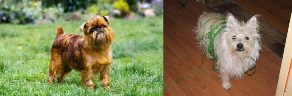 Cairland Terrier vs Belgian Griffon - Breed Comparison