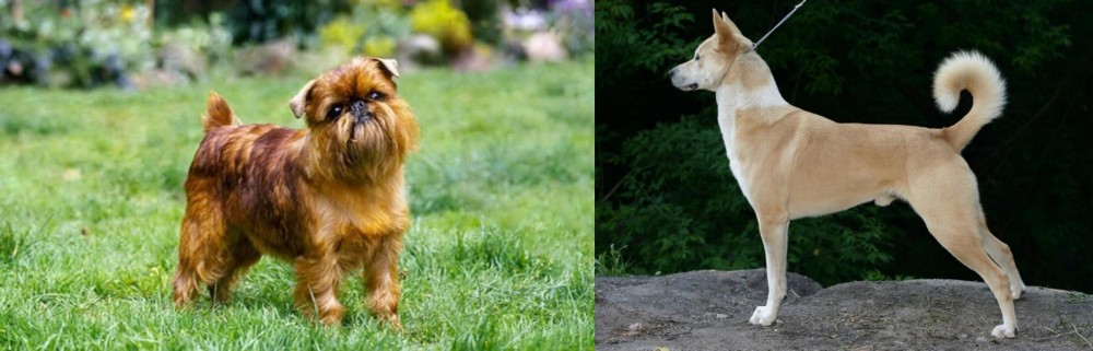 Canaan Dog vs Belgian Griffon - Breed Comparison