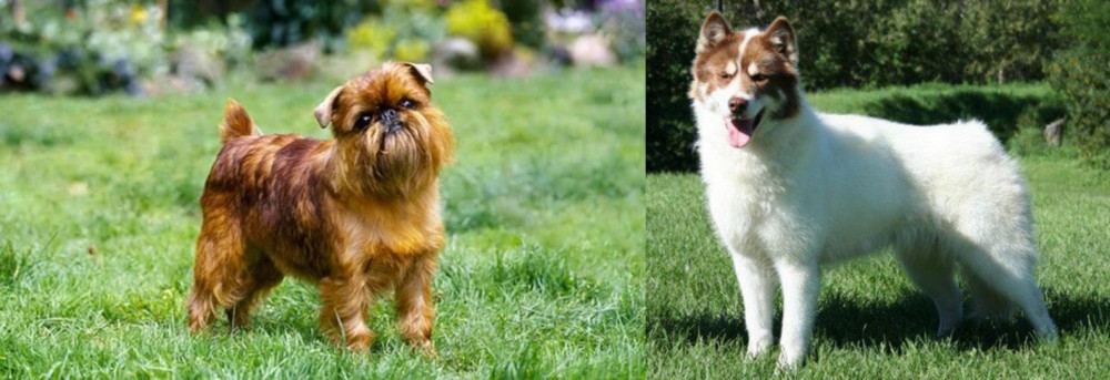 Canadian Eskimo Dog vs Belgian Griffon - Breed Comparison