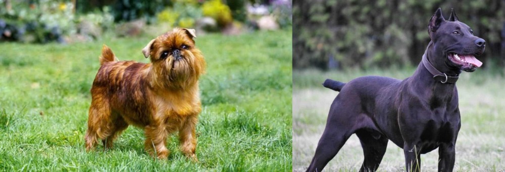 Canis Panther vs Belgian Griffon - Breed Comparison