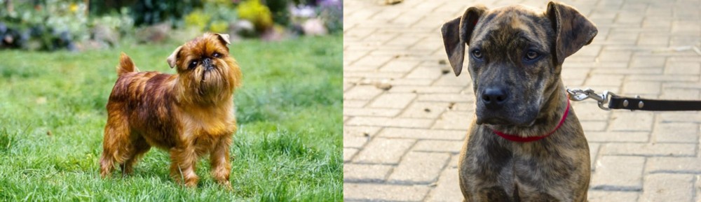 Catahoula Bulldog vs Belgian Griffon - Breed Comparison