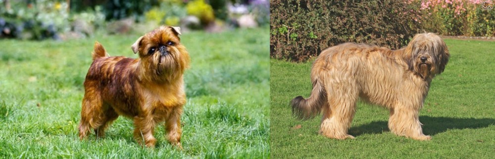 Catalan Sheepdog vs Belgian Griffon - Breed Comparison