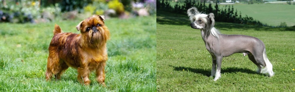 Chinese Crested Dog vs Belgian Griffon - Breed Comparison