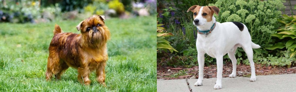 Danish Swedish Farmdog vs Belgian Griffon - Breed Comparison