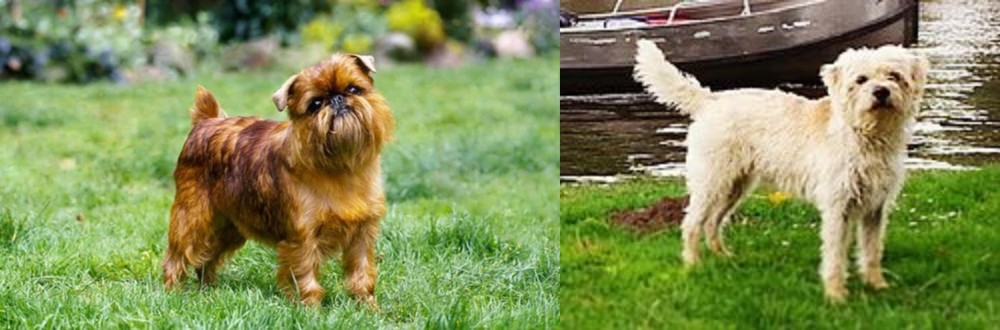 Dutch Smoushond vs Belgian Griffon - Breed Comparison