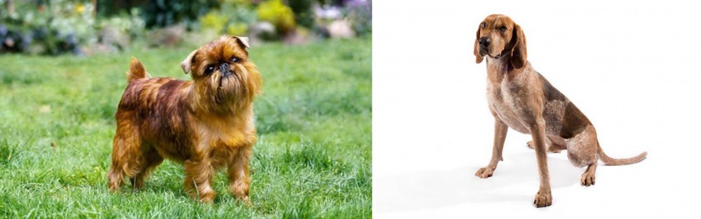 English Coonhound vs Belgian Griffon - Breed Comparison
