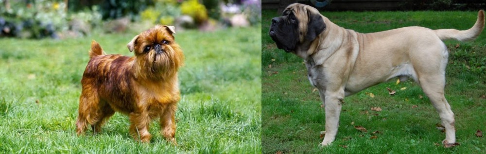 English Mastiff vs Belgian Griffon - Breed Comparison