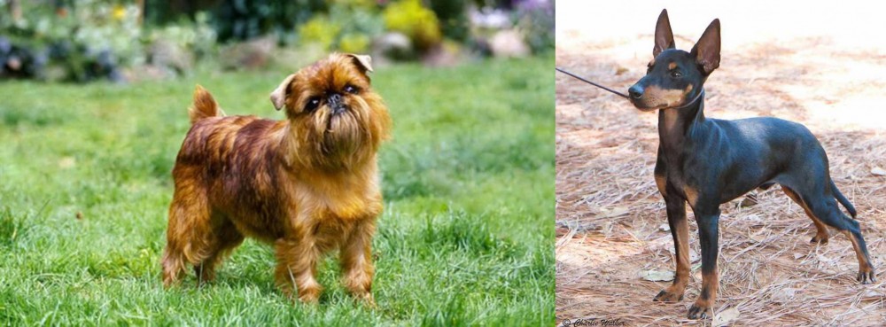 English Toy Terrier (Black & Tan) vs Belgian Griffon - Breed Comparison
