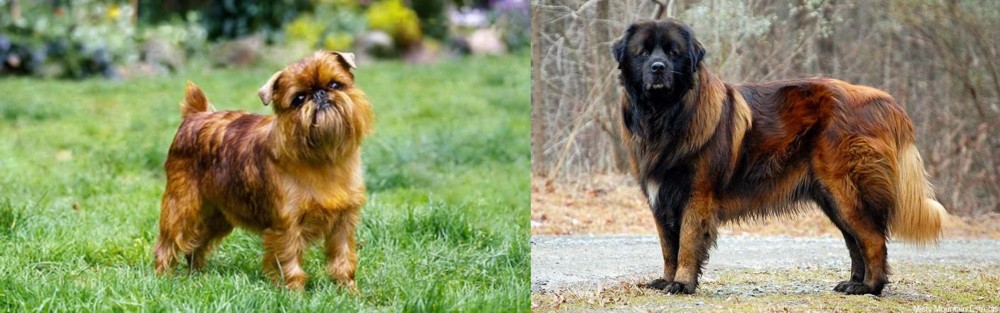 Estrela Mountain Dog vs Belgian Griffon - Breed Comparison