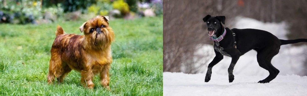Eurohound vs Belgian Griffon - Breed Comparison